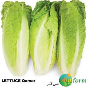 خس قمر (LETTUCE QAMAR) 1 GM