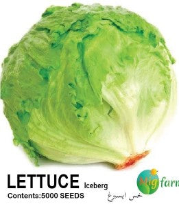 خس ايسبرغ (LETTUCE ICEBERG)
