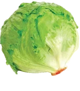 خس ايسبرغ (LETTUCE ICEBERG) 30 SEEDS