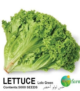 خس لولو أخضر (LETTUCE LULU GREEN)