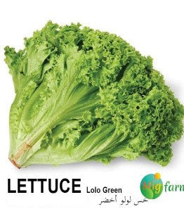 خس لولو أخضر (LETTUCE LOLOGREEN) 30 SEEDS