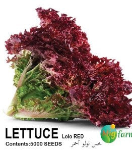 خس لولو أحمر (LETTUCE LOLO RED)