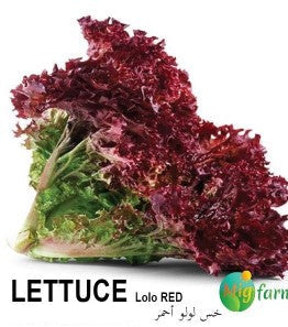 خس لولو أحمر (LETTUCE LOLO RED) 30 SEEDS