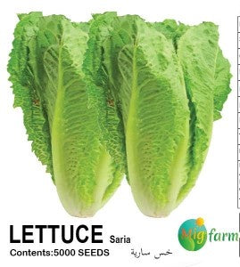 خس سارية (LETTUCE SARIA)