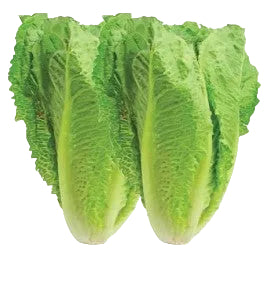 خس سارية (LETTUCE SARIA) 30 SEEDS