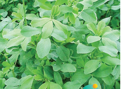برسيم نجم الصيف (ALFALFA NAJEM ALSEAYF)