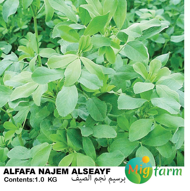 برسيم نجم الصيف (ALFALFA NAJEM ALSEAYF)