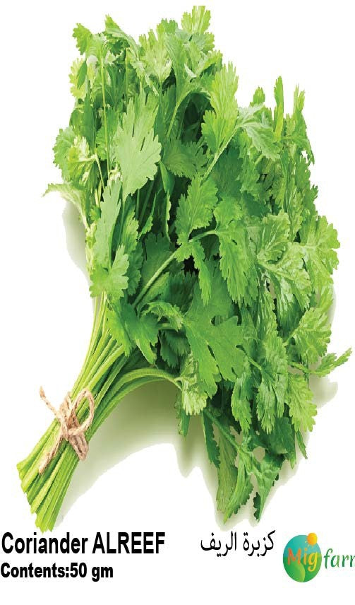 كزبرة الريف (CORIANDER ALREEF)