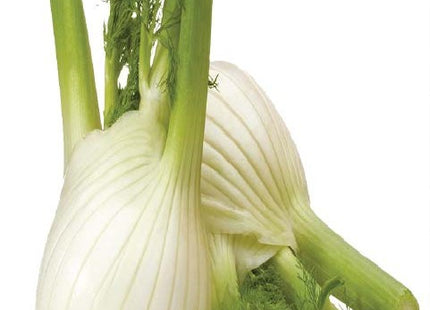 شمر السهول (FENNEL ALSUHOOL)