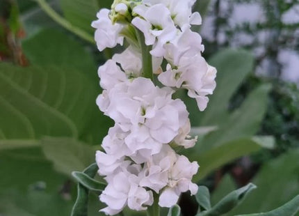 IRON WHITE
