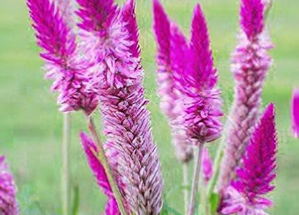CELOSIA ARGENTEA FLOWERS UAE