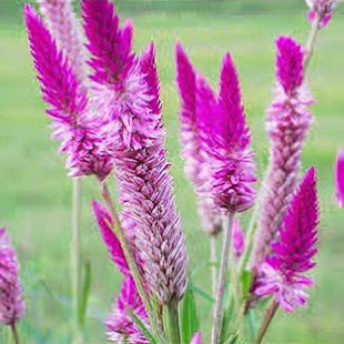 CELOSIA ARGENTEA FLOWERS UAE