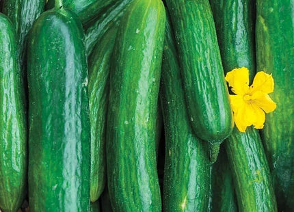 HORTUS CUCUMBER
