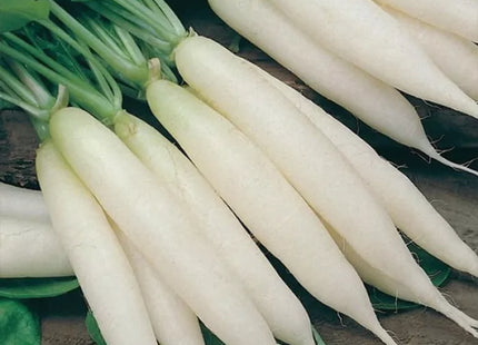 Ice Radish