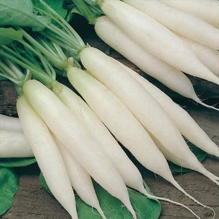 Ice Radish