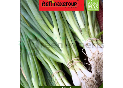 Spring Onion Seed