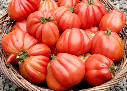 TOMATO TOMATE POMODORO CUOR DI BUE