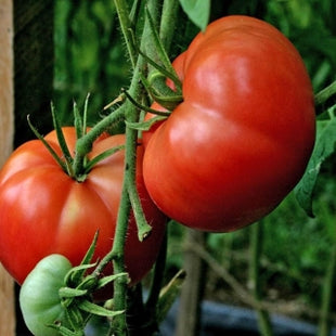 Tom F1 Tomatoes