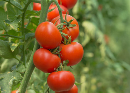 طماطم دائرية طماطم غير محددة  F1 (TOMATO ROUND INDERTMINATE F1)